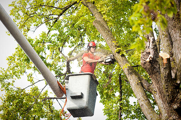 Trusted Kemah, TX Tree Services Experts